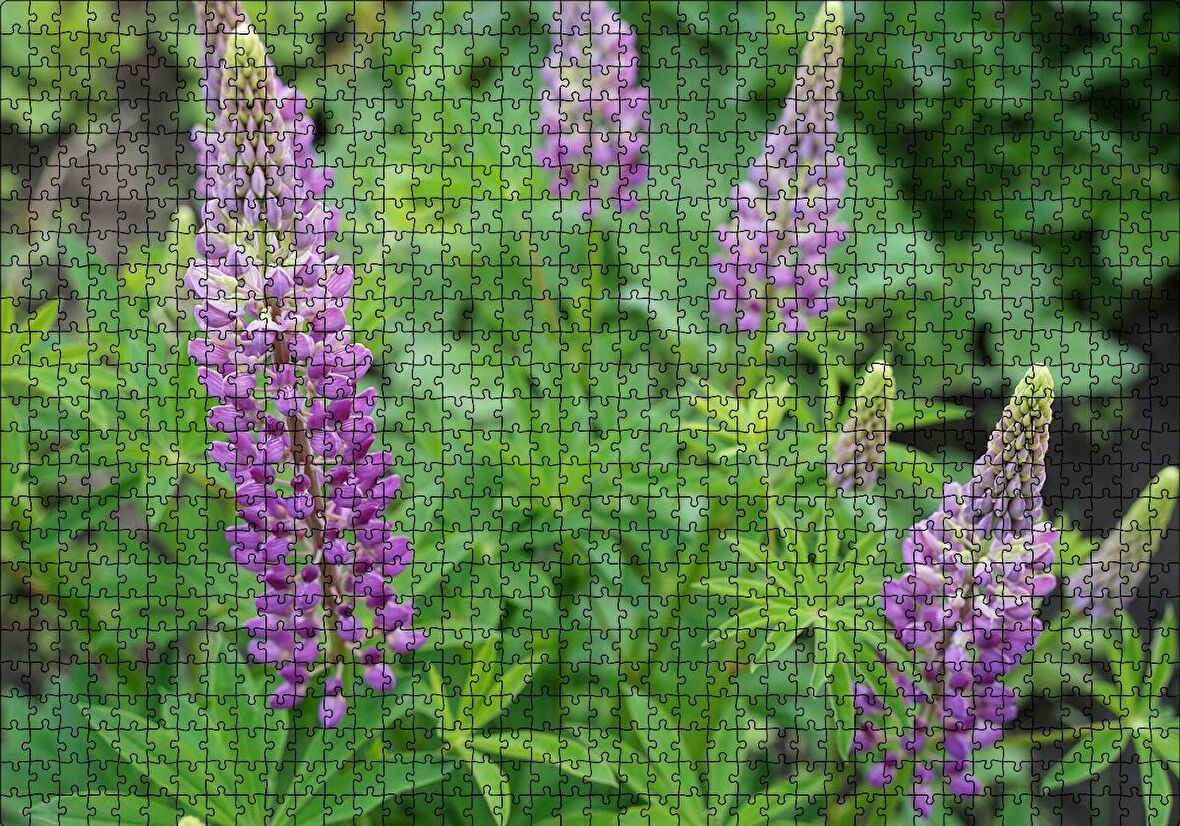 Cakapuzzle  Acı Bakla Çiçeği ve Yaprakları Puzzle Yapboz MDF Ahşap
