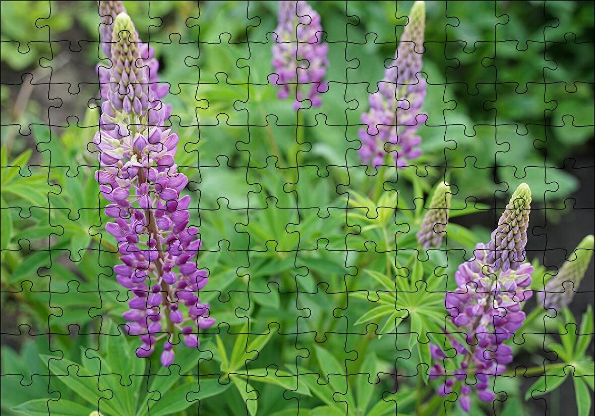 Cakapuzzle  Acı Bakla Çiçeği ve Yaprakları Puzzle Yapboz MDF Ahşap