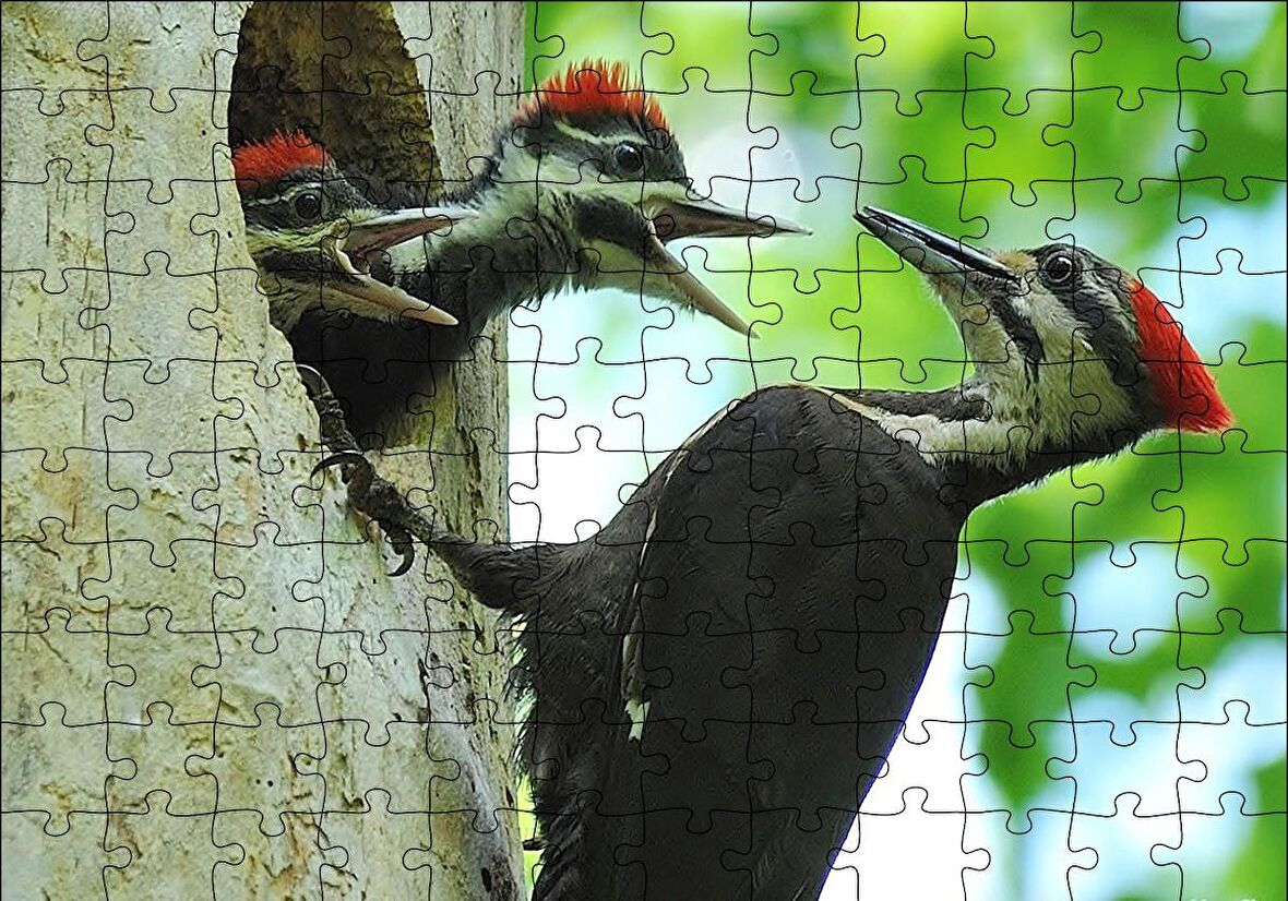 Cakapuzzle  Ağaçkakan ve Yuvada Aç Yavruları Puzzle Yapboz MDF Ahşap