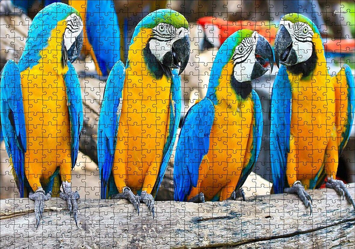 Cakapuzzle  Daldaki Sarı Mavi Macaw Papağanları Puzzle Yapboz MDF Ahşap