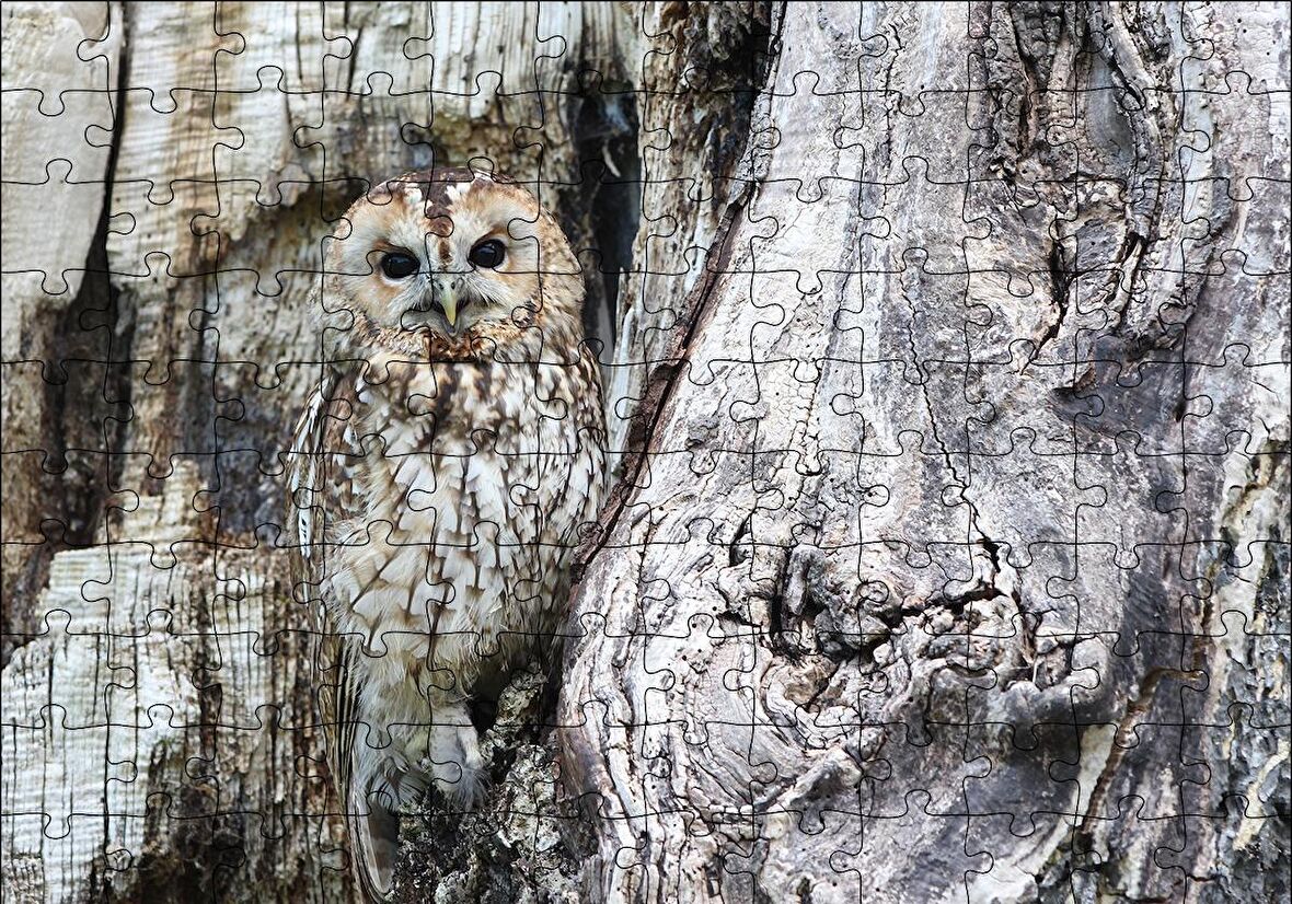 Cakapuzzle  Baykuş ve Ağaçla Muhteşem Kamuflajı Puzzle Yapboz MDF Ahşap