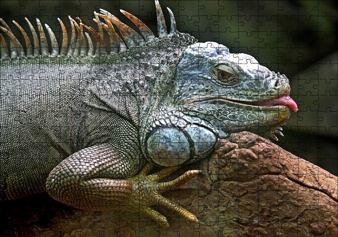 Cakapuzzle  Dalın Üzerinde Dinlenen İguana Puzzle Yapboz MDF Ahşap