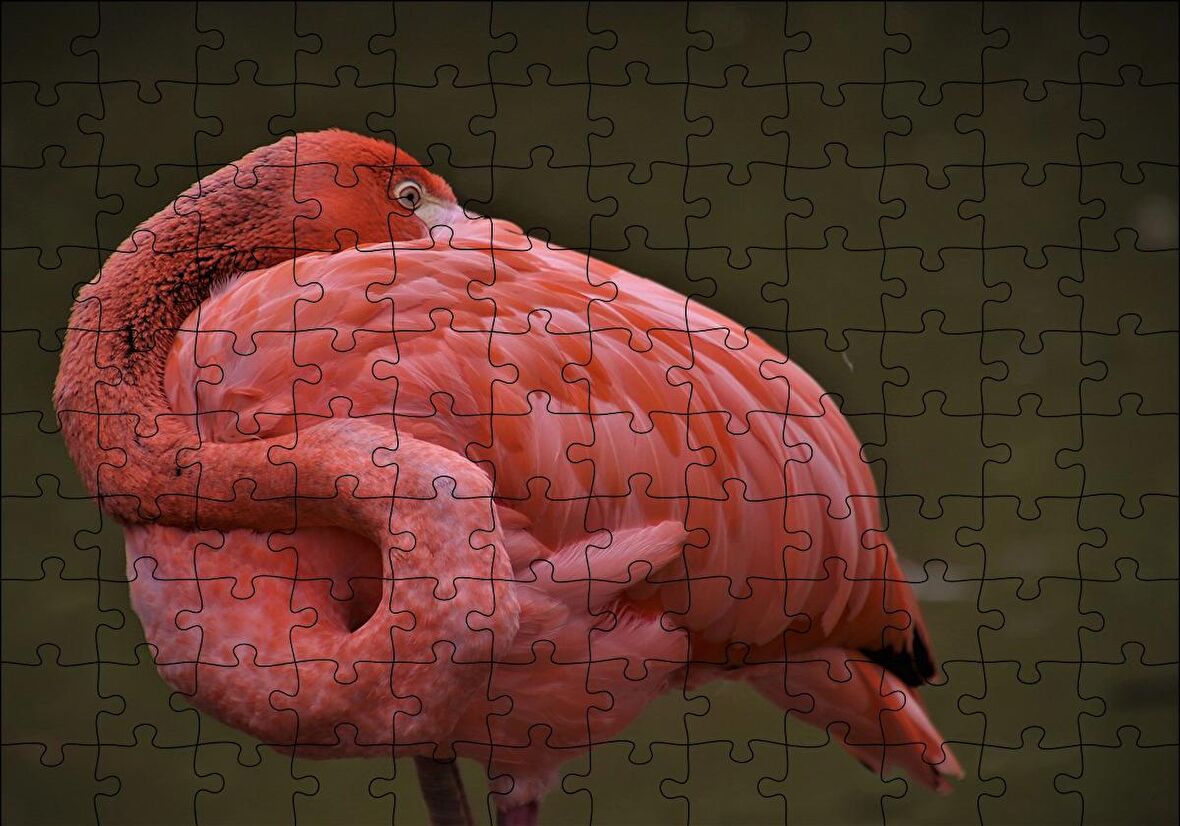 Cakapuzzle  Kendine Sarılan Flamingo Puzzle Yapboz MDF Ahşap
