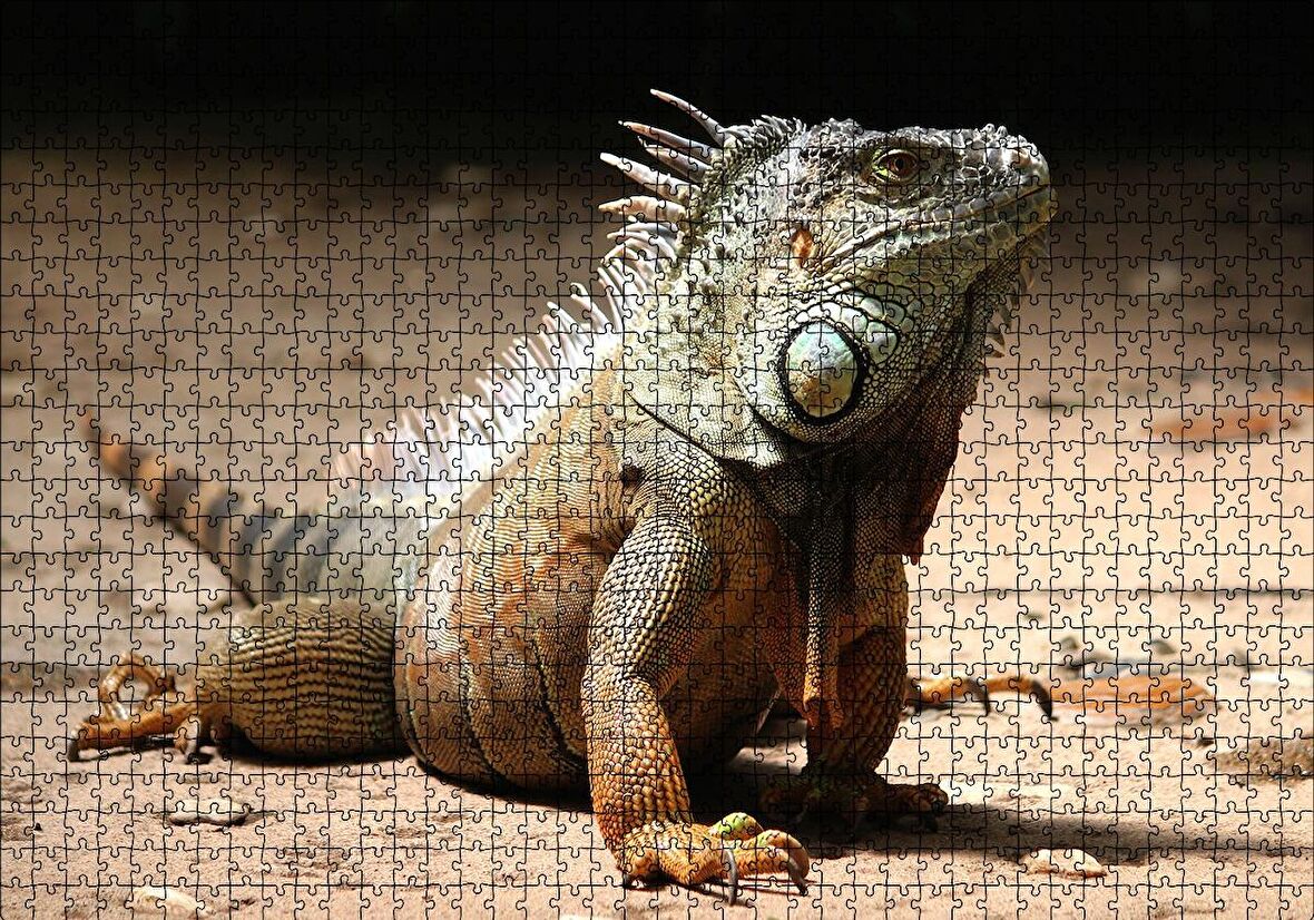 Cakapuzzle  Kumlar Üzerinde Görkemli İguana Puzzle Yapboz MDF Ahşap