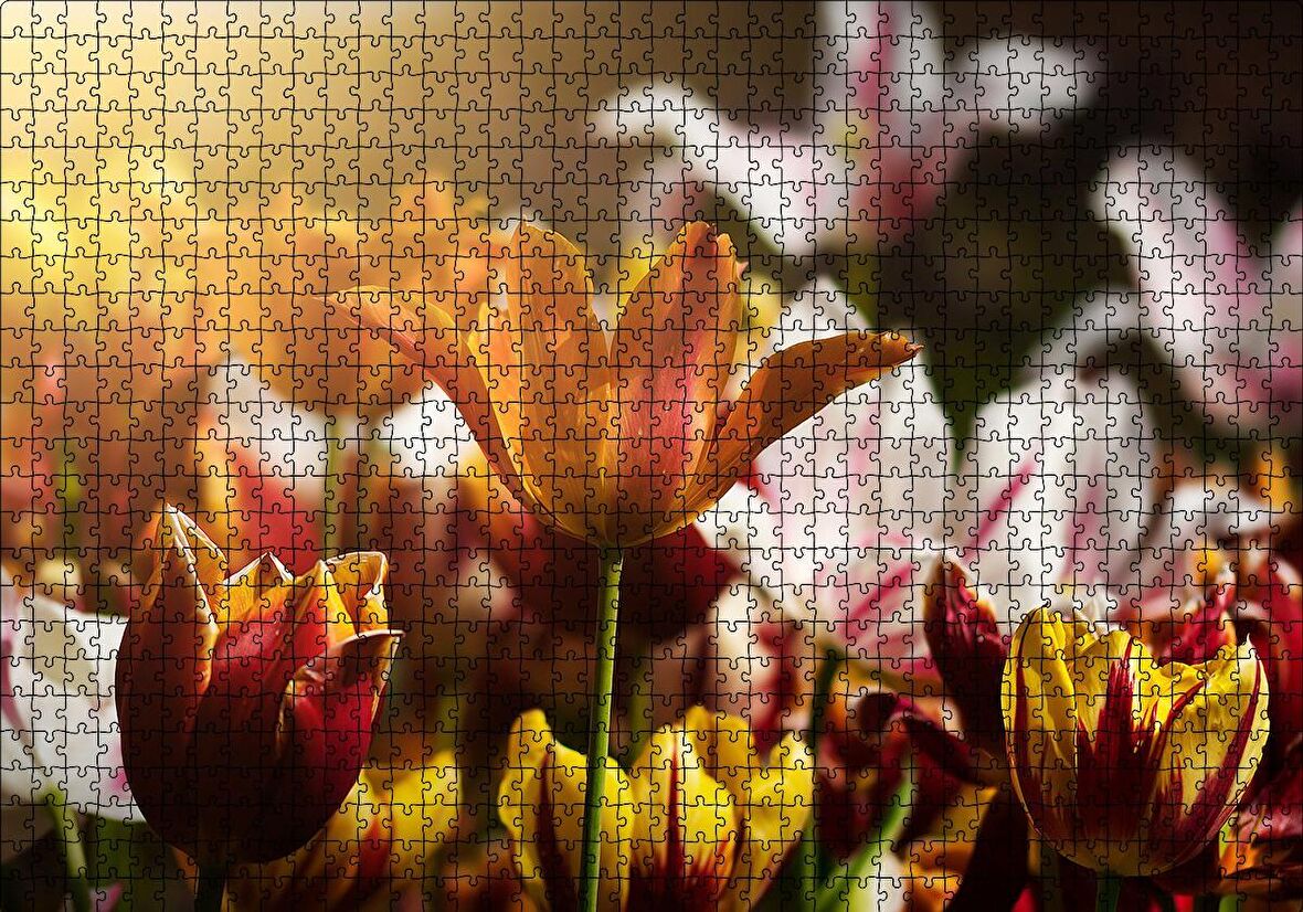 Cakapuzzle  Laleler ve Güneş Işıkları Puzzle Yapboz MDF Ahşap