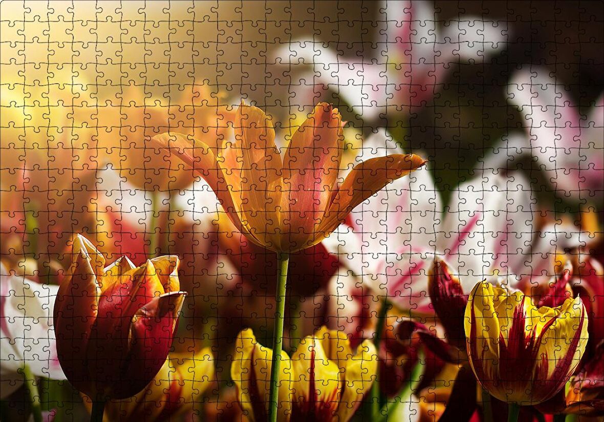 Cakapuzzle  Laleler ve Güneş Işıkları Puzzle Yapboz MDF Ahşap