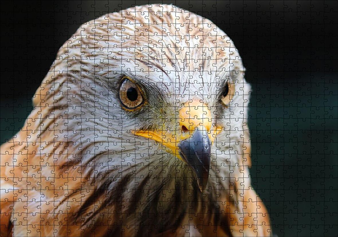 Cakapuzzle  Şahin Yakın Çekim Puzzle Yapboz MDF Ahşap