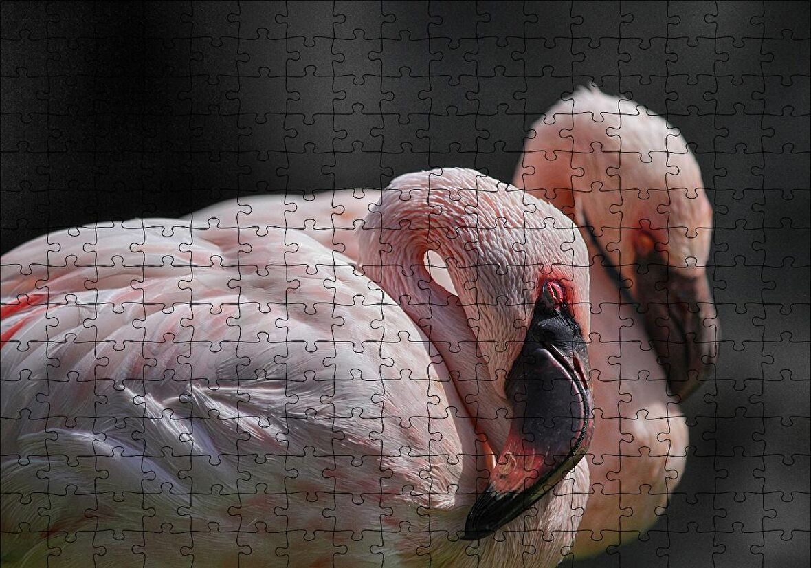 Cakapuzzle  Uyuklayan Flamingolar Puzzle Yapboz MDF Ahşap