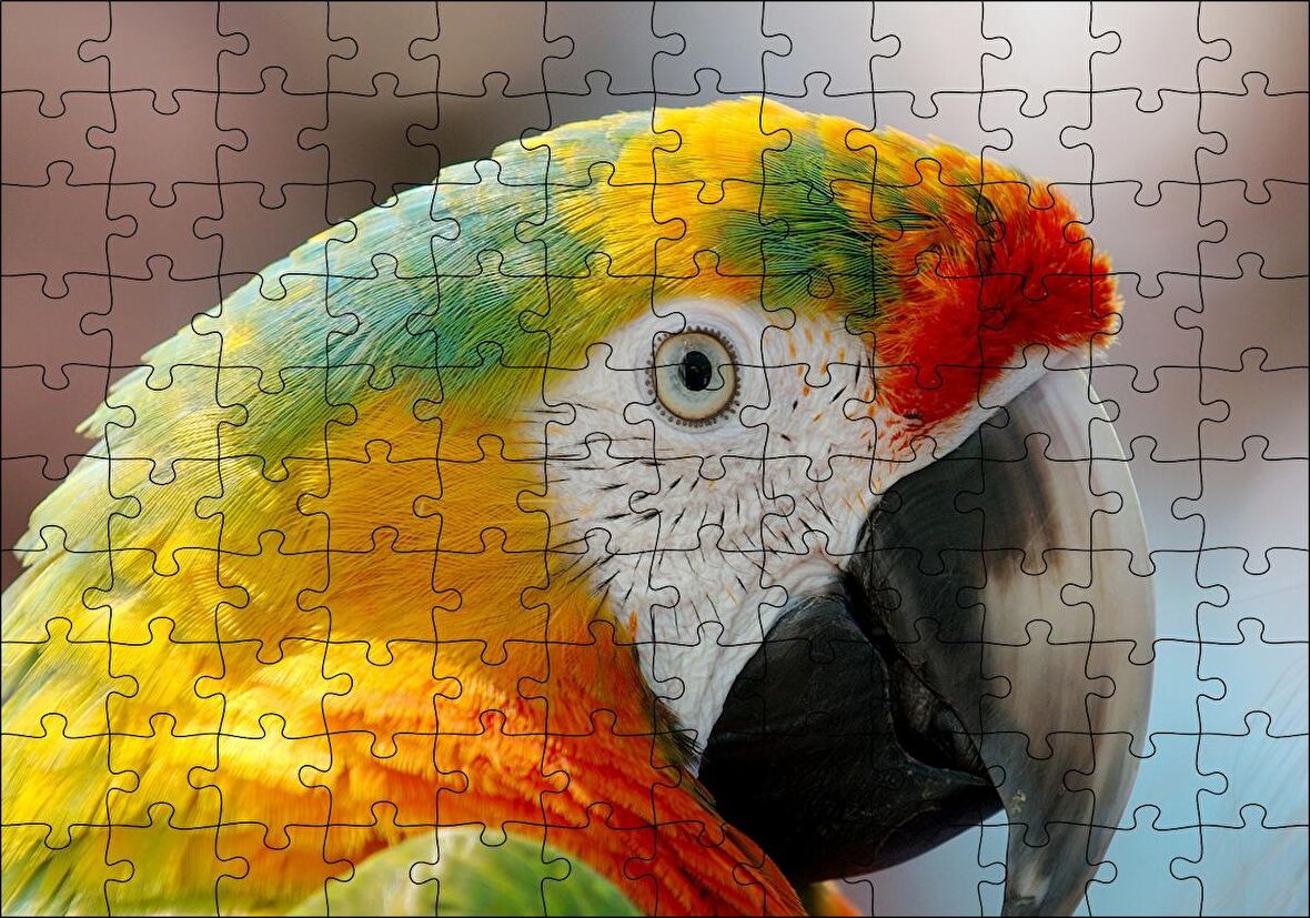 Cakapuzzle  Amerikan Papağanı Puzzle Yapboz MDF Ahşap