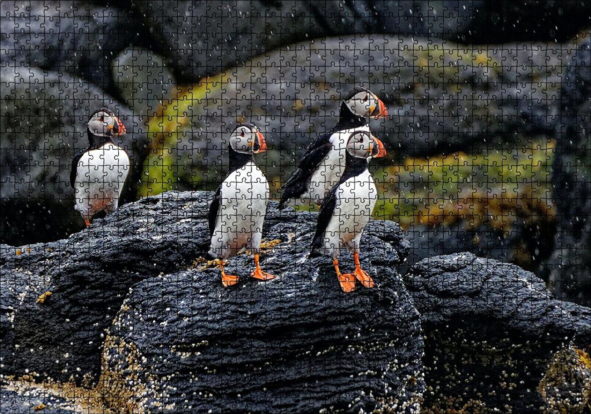 Cakapuzzle  Puffin Bird Beak Rock Puzzle Yapboz MDF Ahşap