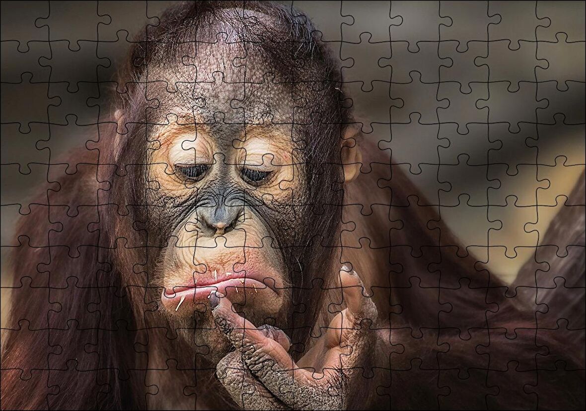 Cakapuzzle  Burnuna Bakan Sevimli Şempanze Puzzle Yapboz MDF Ahşap