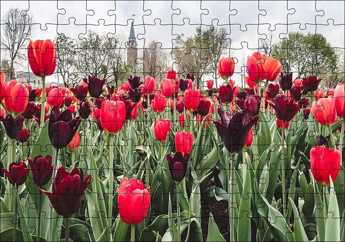 Cakapuzzle  Turuncu Ve Mor Laleler Puzzle Yapboz MDF Ahşap