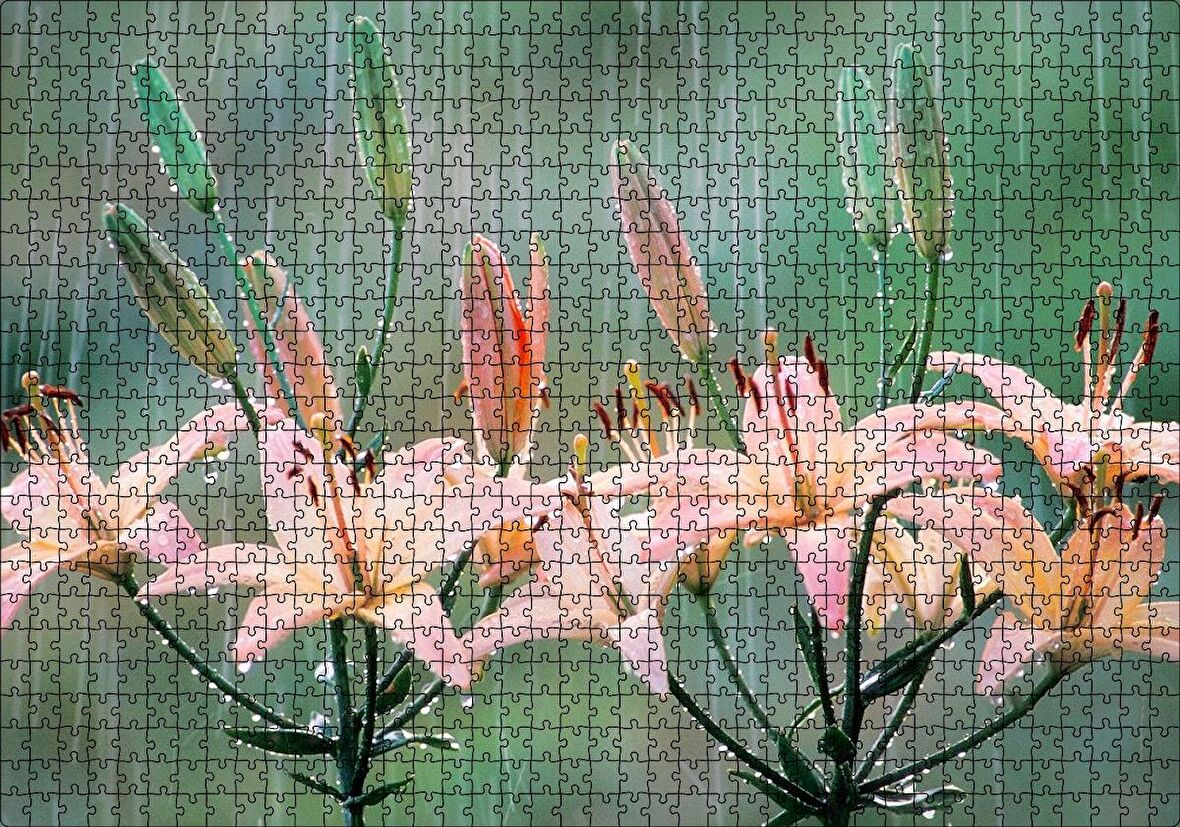 Cakapuzzle  Yağmur Ve Zambak Yaprakları Puzzle Yapboz MDF Ahşap