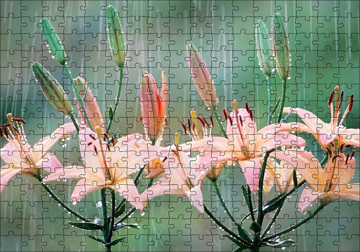 Cakapuzzle  Yağmur Ve Zambak Yaprakları Puzzle Yapboz MDF Ahşap