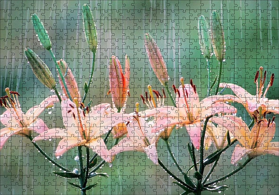 Cakapuzzle  Yağmur Ve Zambak Yaprakları Puzzle Yapboz MDF Ahşap