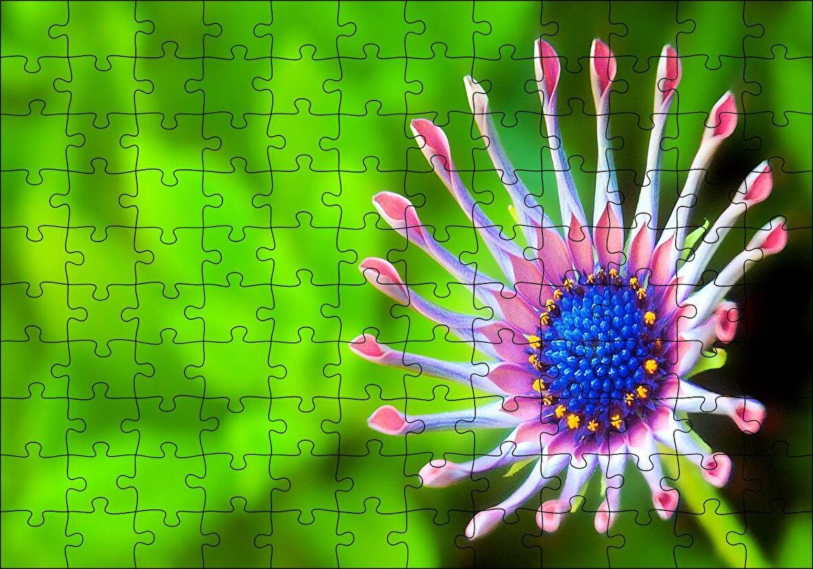 Cakapuzzle  Güney Afrika Papatyası Görseli Puzzle Yapboz MDF Ahşap