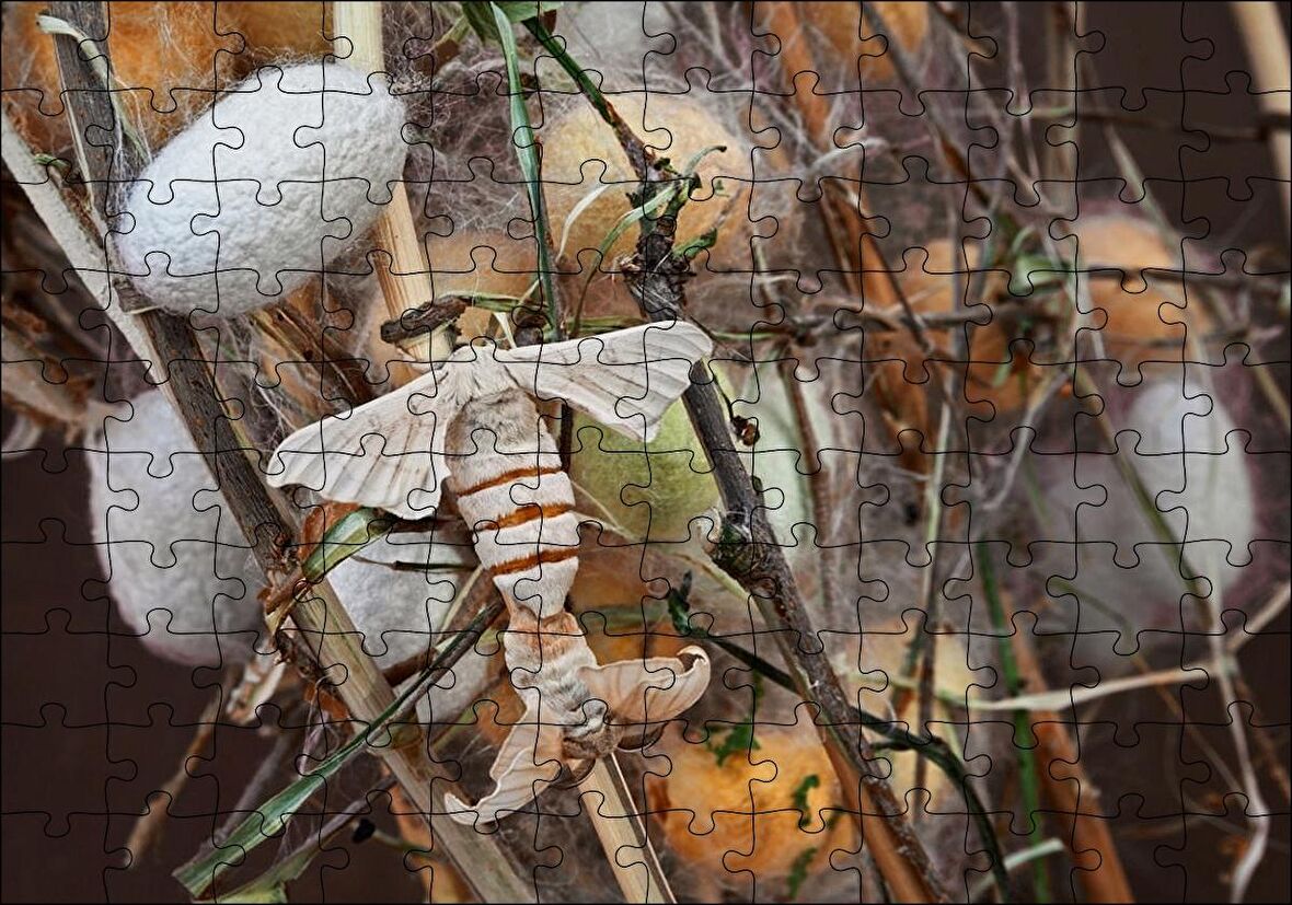 Cakapuzzle  İpek Böceği Ve Kozası Görseli Puzzle Yapboz MDF Ahşap