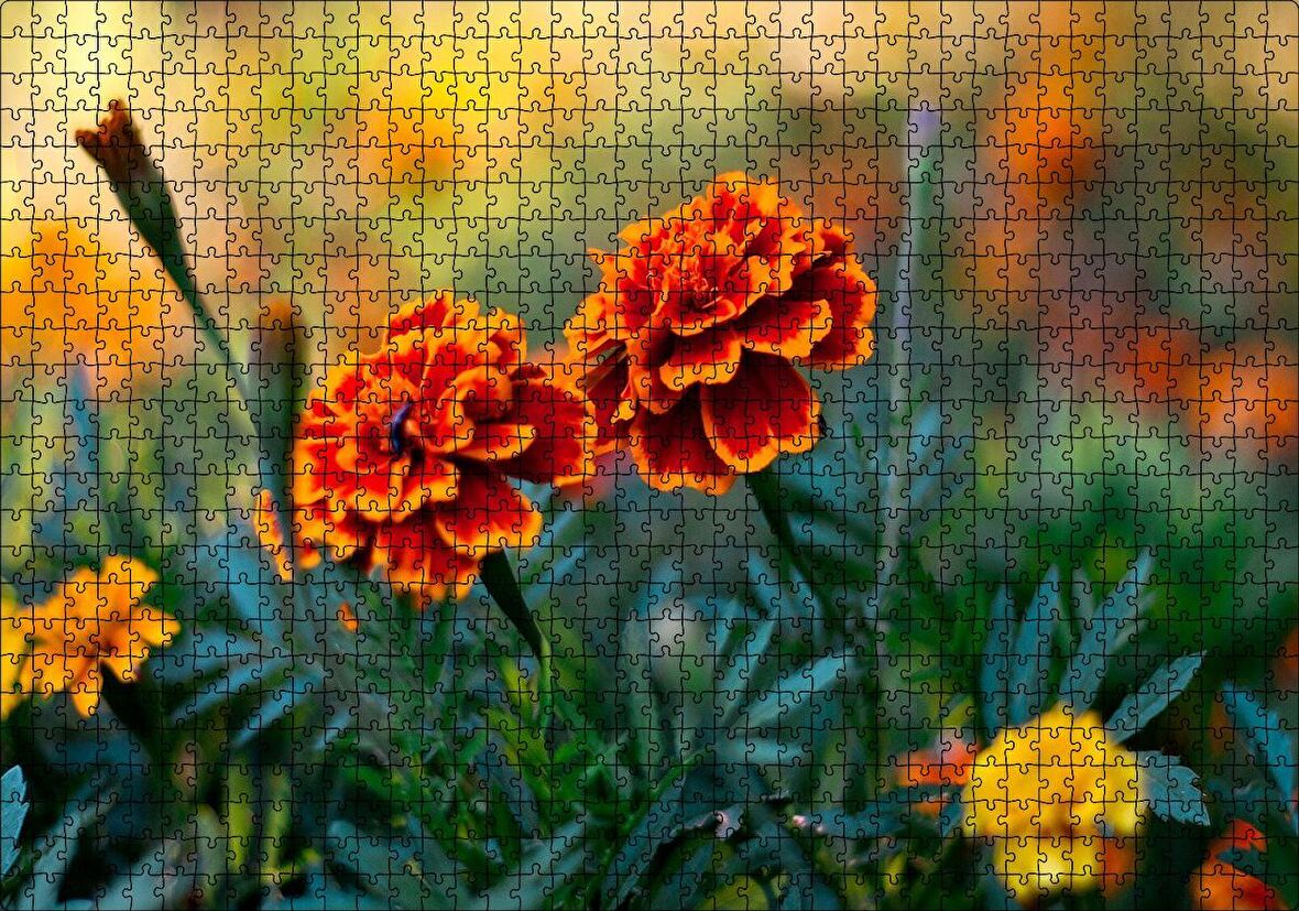 Cakapuzzle  Turuncu Karanfil Çiçeği Görseli Puzzle Yapboz MDF Ahşap