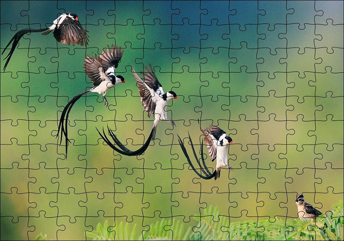Cakapuzzle  Zaman Atlamalı Fotoğrafçılık Kuş Görseli Puzzle Yapboz MDF Ahşap