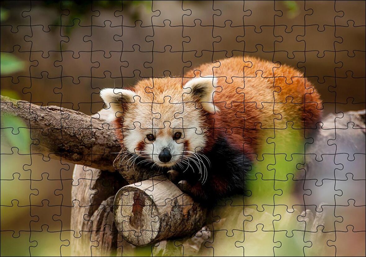 Cakapuzzle  Dalda Dinlenen Kızıl Panda Puzzle Yapboz MDF Ahşap