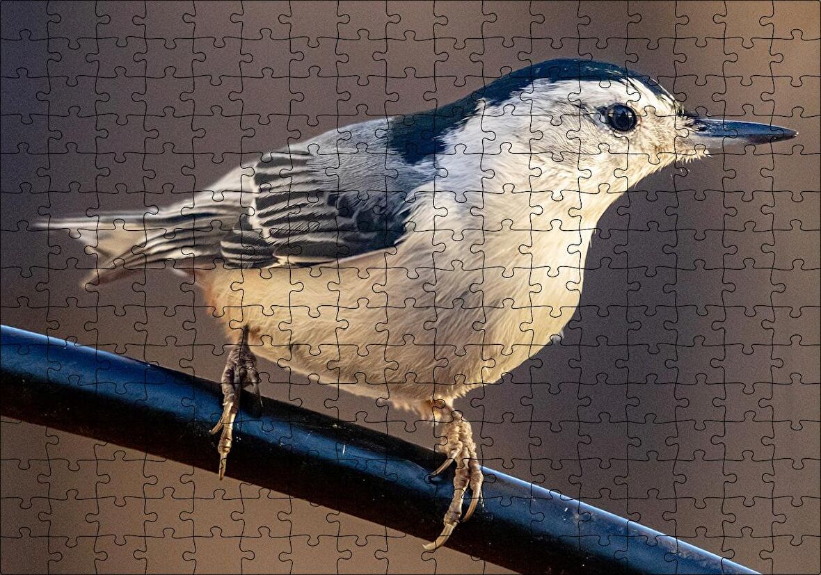 Cakapuzzle  Beyaz Göğüslü Sıvacı Kuşu Görseli Puzzle Yapboz MDF Ahşap