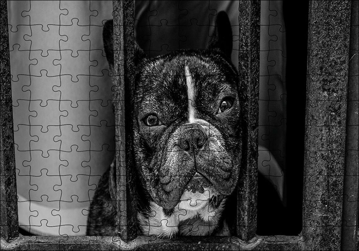 Cakapuzzle  Buldog Köpek Irkı Parmaklıklar Ardında Görseli Puzzle Yapboz MDF Ahşap