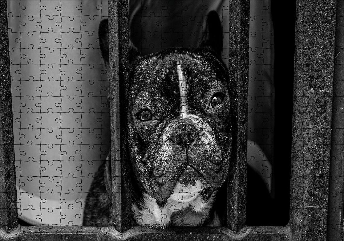 Cakapuzzle  Buldog Köpek Irkı Parmaklıklar Ardında Görseli Puzzle Yapboz MDF Ahşap