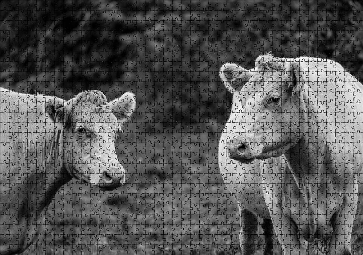 Cakapuzzle  İki Beyaz İnek Görseli Puzzle Yapboz MDF Ahşap