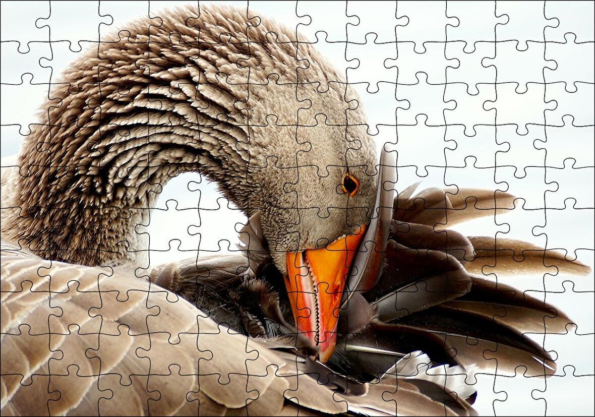 Cakapuzzle  Kanadını Temizleyen Kahverengi Kaz Görseli Puzzle Yapboz MDF Ahşap