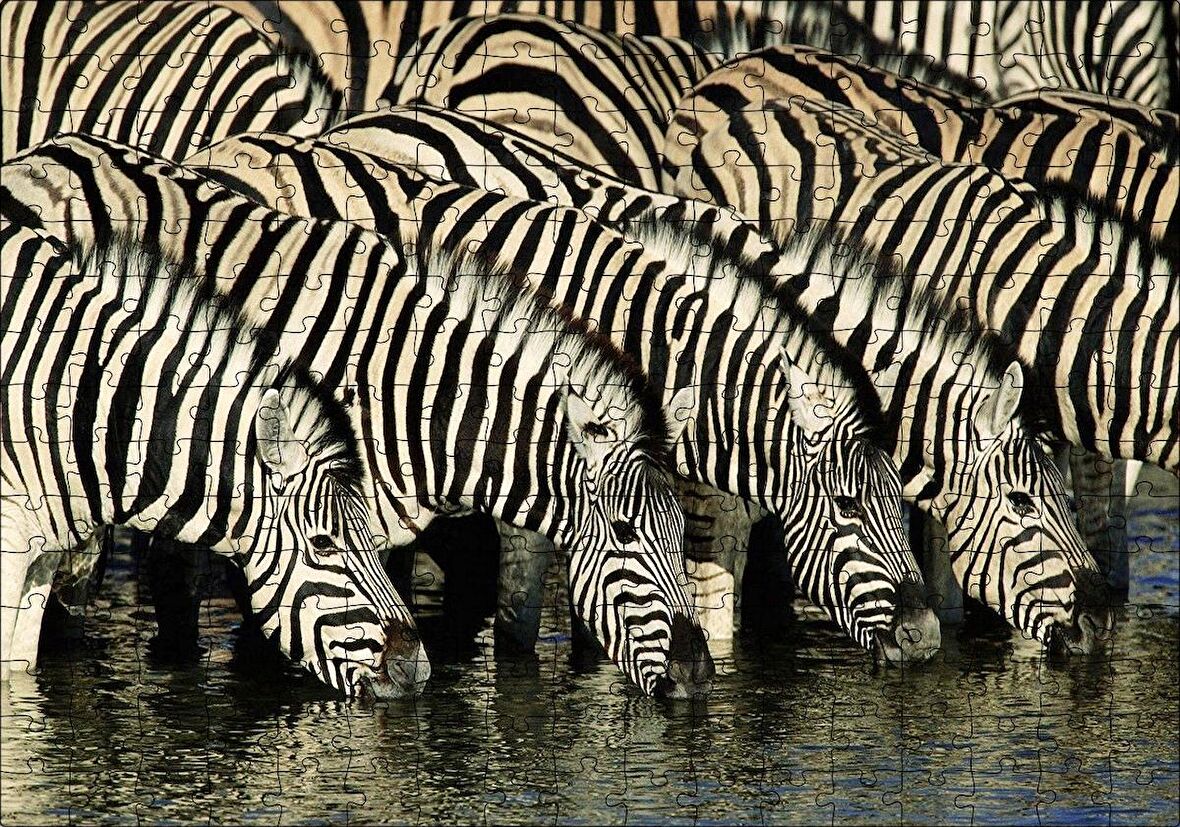 Cakapuzzle  Su İçen Zebra Sürüsü Görseli Puzzle Yapboz MDF Ahşap