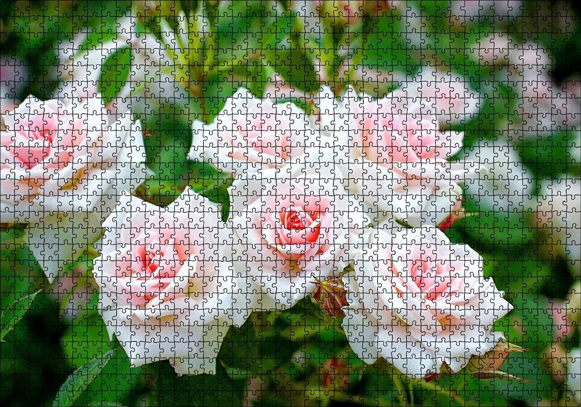 Cakapuzzle  Beyaz Çalı Gülleri Görseli Puzzle Yapboz MDF Ahşap