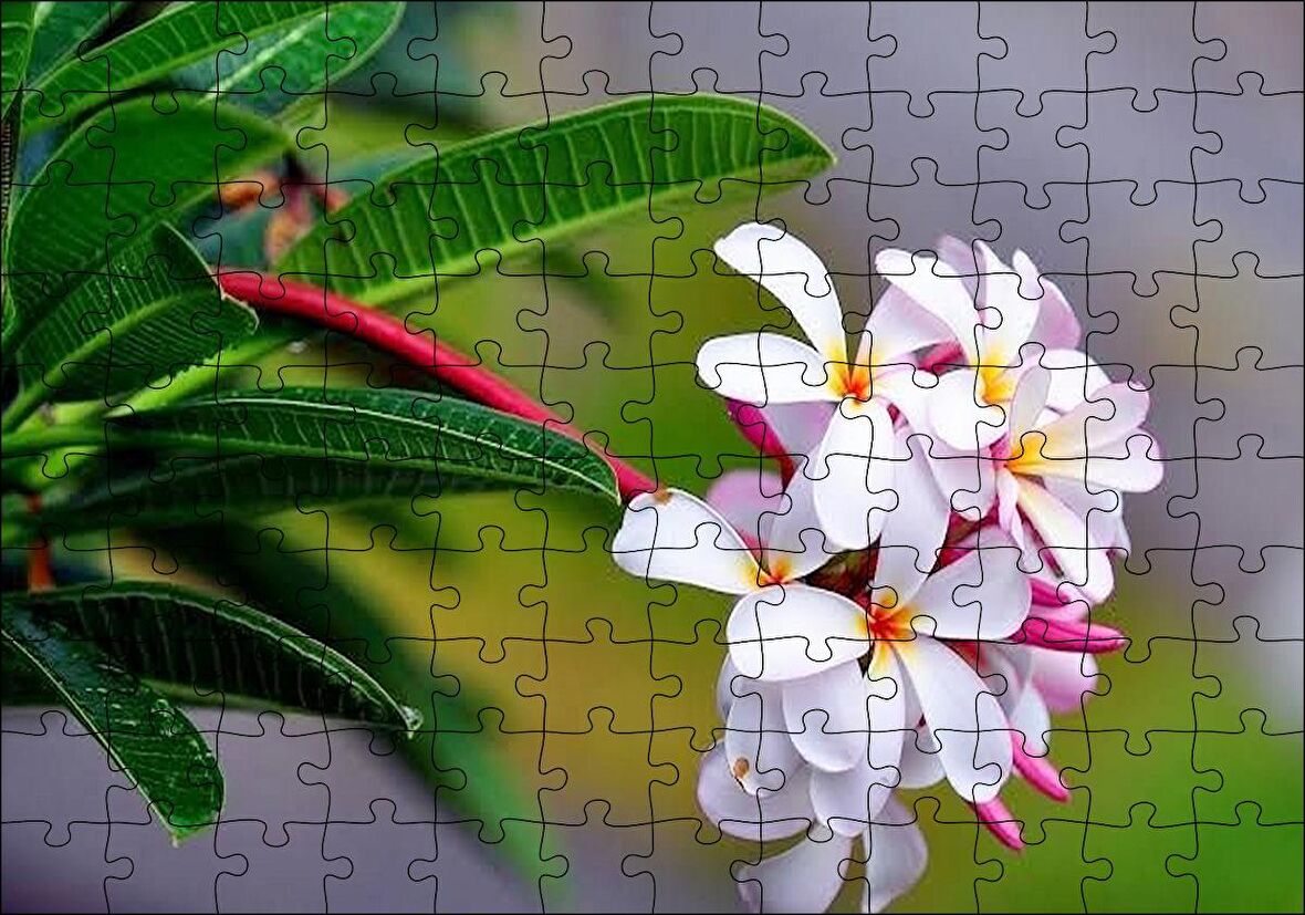 Cakapuzzle  Beyaz Sarı Plumeria Çiçeği Görseli Puzzle Yapboz MDF Ahşap