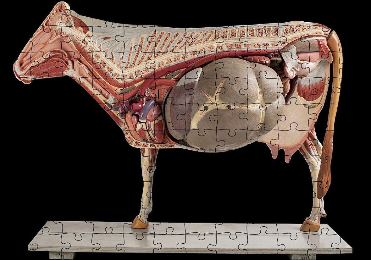 Cakapuzzle  İneğin İç Organlarının Görseli Puzzle Yapboz MDF Ahşap