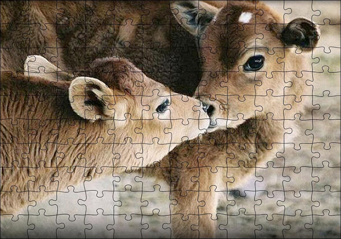 Cakapuzzle  Koklaşan Kahverengi Buzağılar Görseli Puzzle Yapboz MDF Ahşap