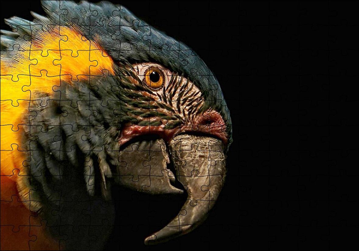 Cakapuzzle  Sarı Siyah Papağan Siyah Arka Plan Puzzle Yapboz MDF Ahşap