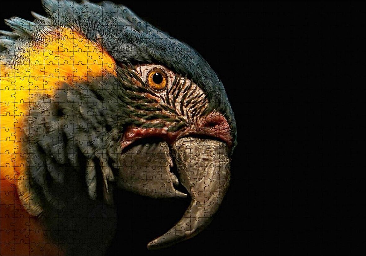 Cakapuzzle  Sarı Siyah Papağan Siyah Arka Plan Puzzle Yapboz MDF Ahşap
