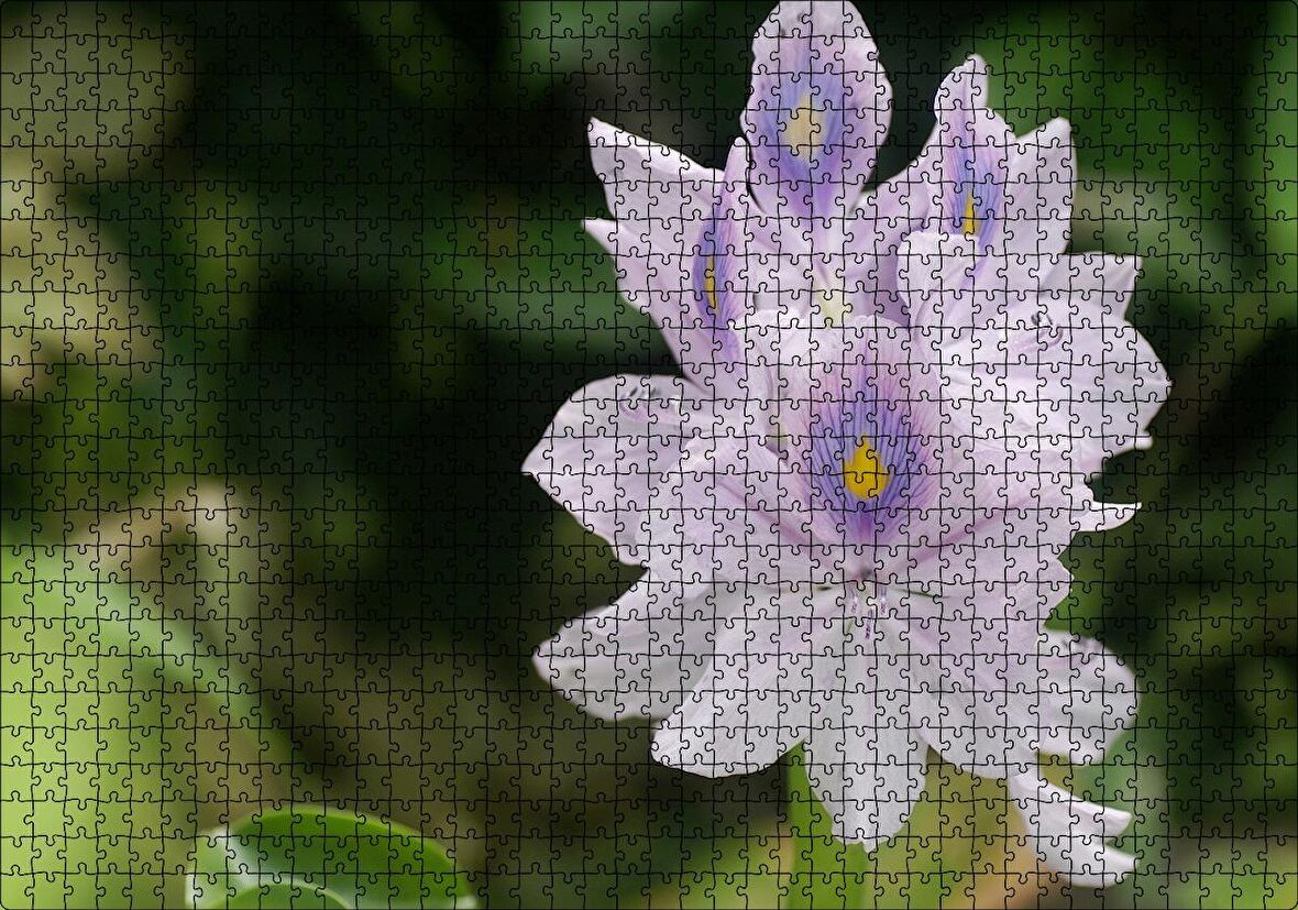 Cakapuzzle  Sümbül Yakın Plan Puzzle Yapboz MDF Ahşap