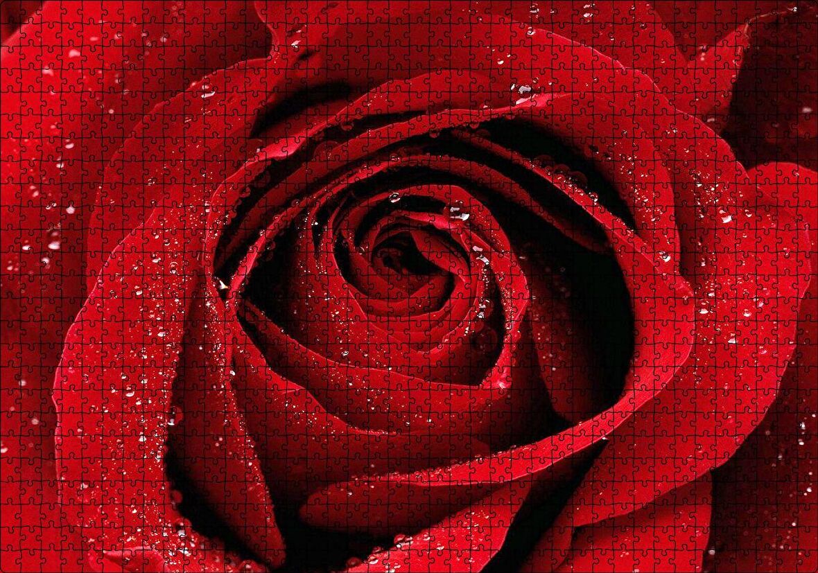 Cakapuzzle  Yağmur Damlası Ve Güzel Gül Fotoğrafı Puzzle Yapboz MDF Ahşap