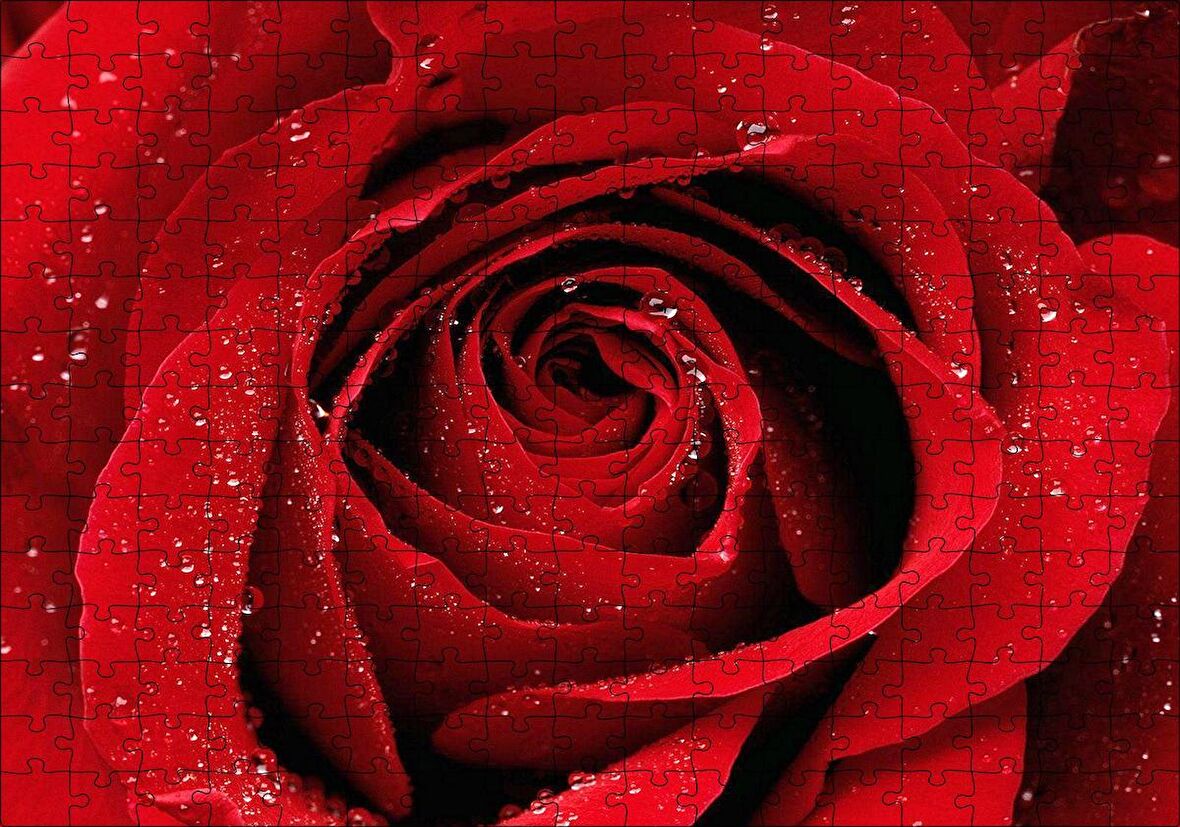 Cakapuzzle  Yağmur Damlası Ve Güzel Gül Fotoğrafı Puzzle Yapboz MDF Ahşap
