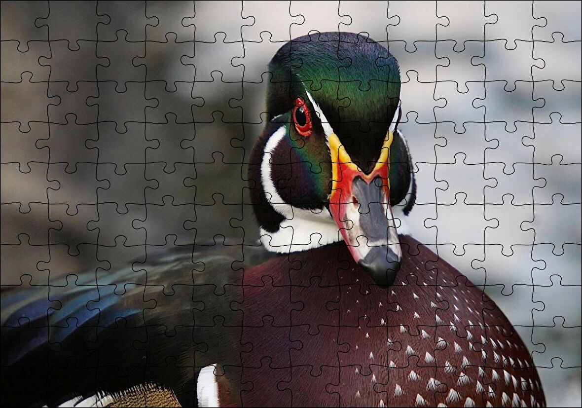 Cakapuzzle  Yeşil Başlı Ördek Yakın Plan Puzzle Yapboz MDF Ahşap