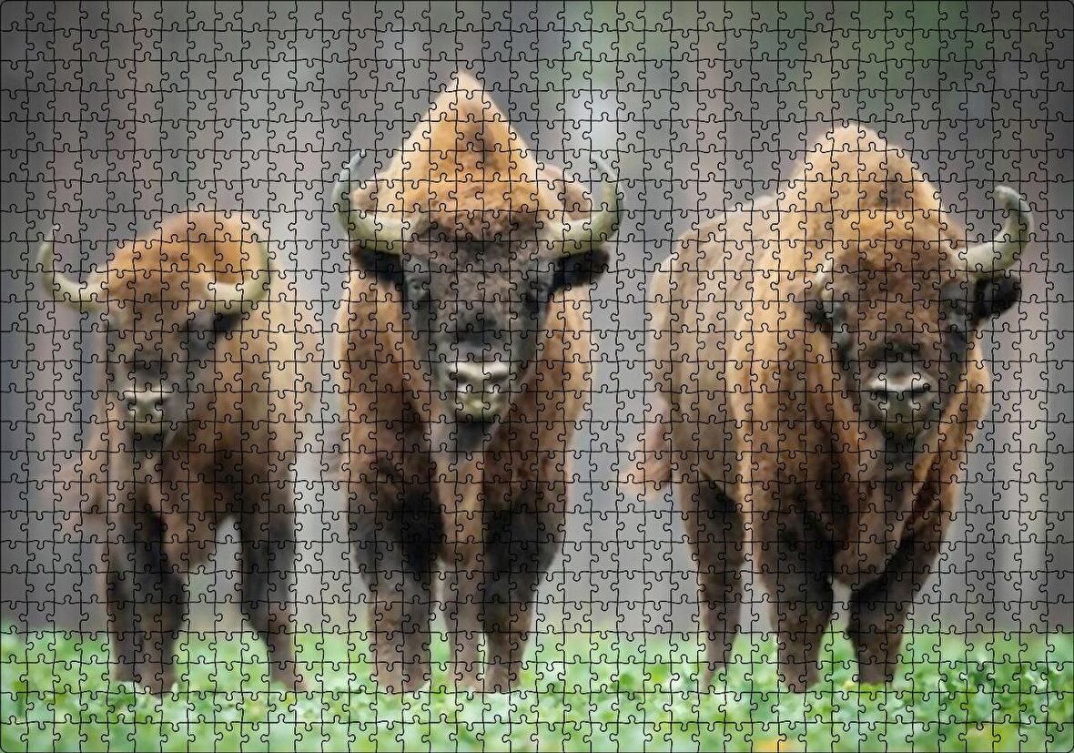 Cakapuzzle  Bieszczady Bizonu Görseli Puzzle Yapboz MDF Ahşap
