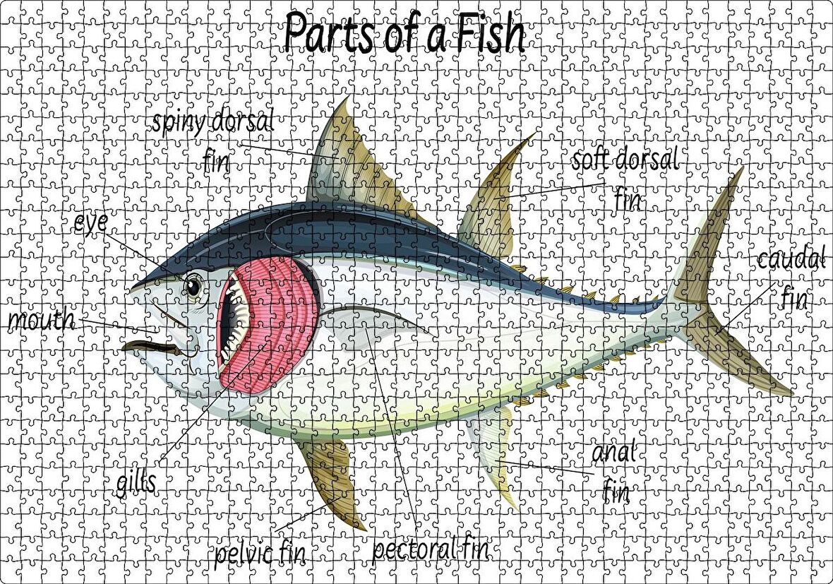 Cakapuzzle  Orkinos Balığının Fiziki Şeması Görseli Puzzle Yapboz MDF Ahşap