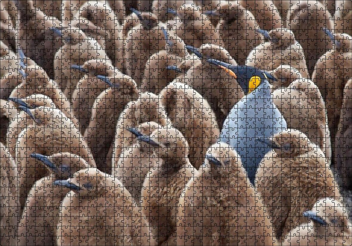 Cakapuzzle  Yetişkin Kral Penguven ve Yavru Penguenler Görseli Puzzle Yapboz MDF Ahşap