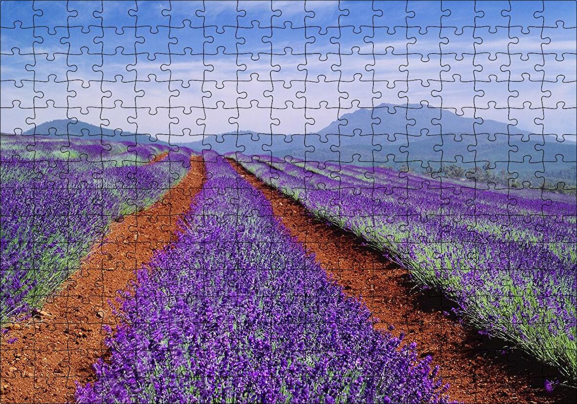 Cakapuzzle  Avustralya Tazmanya Lavanta Tarlaları Puzzle Yapboz MDF Ahşap