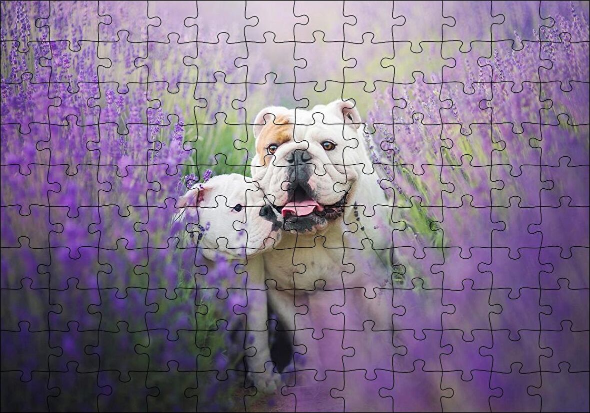 Cakapuzzle  Lavantalar Arasında Bulldoglar Puzzle Yapboz MDF Ahşap