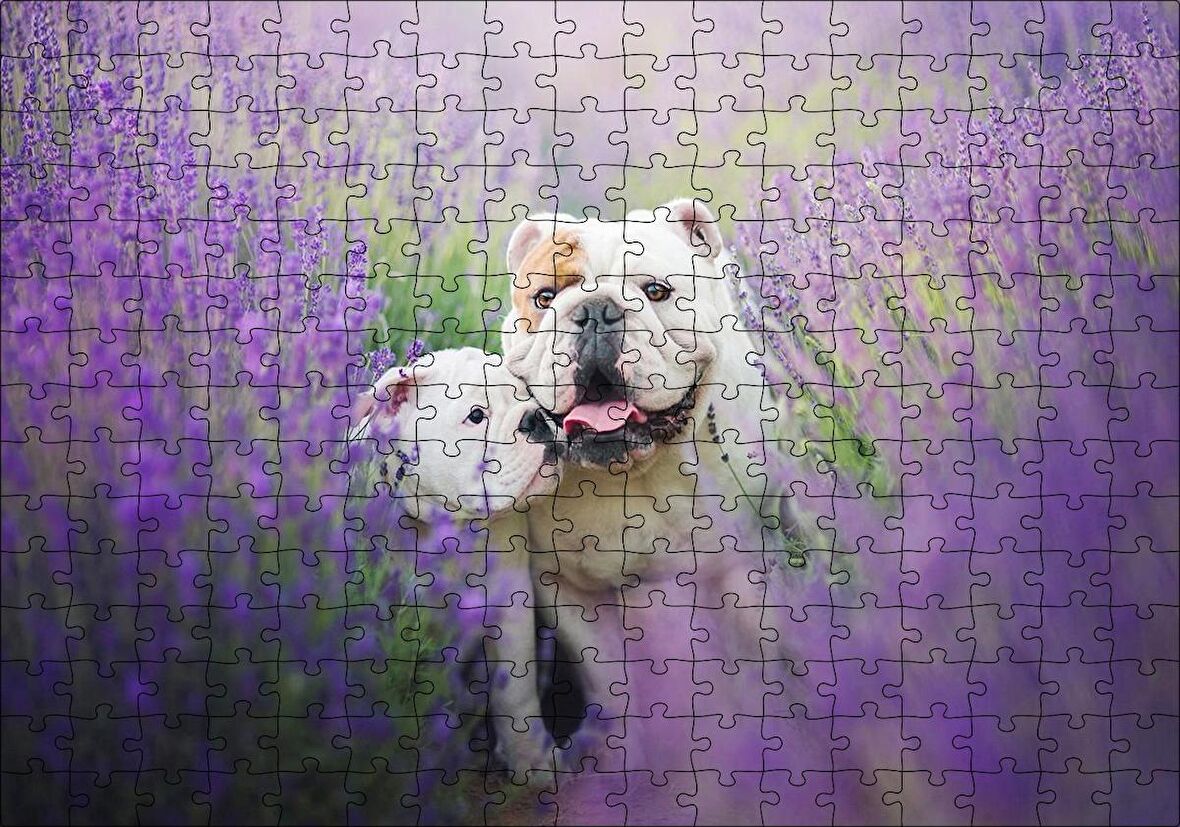 Cakapuzzle  Lavantalar Arasında Bulldoglar Puzzle Yapboz MDF Ahşap