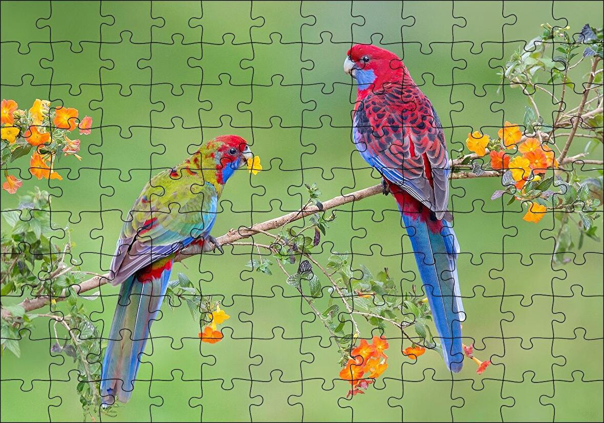 Cakapuzzle Çiçekli Dal Üzerindeki Renkli Papağanlar Puzzle Yapboz MDF Ahşap