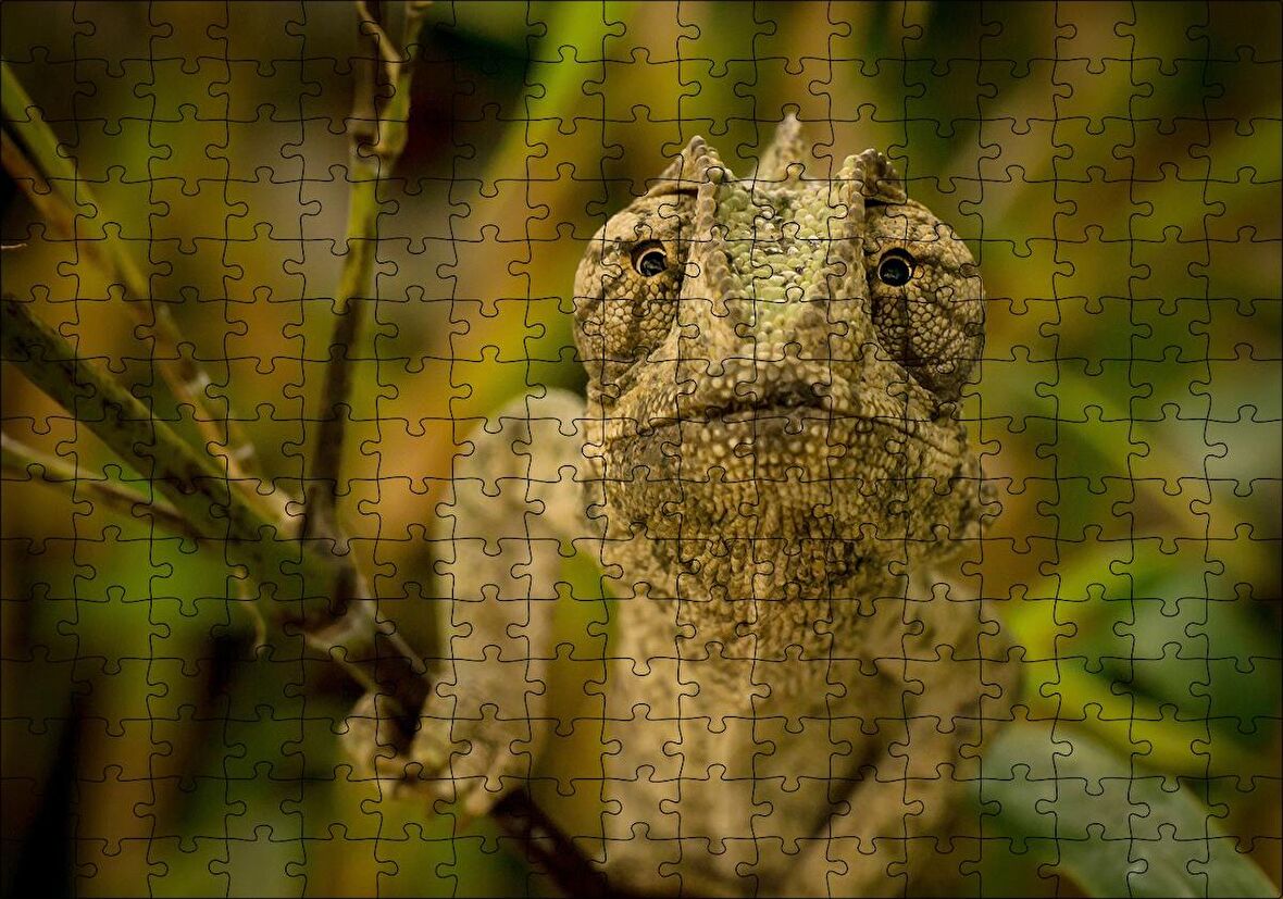 Cakapuzzle Dalda Boz Renkli Bukalemun Puzzle Yapboz MDF Ahşap