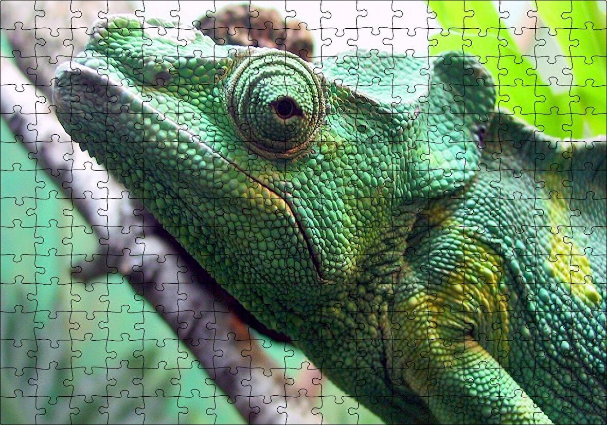 Cakapuzzle Daldaki Bukalemun Yakın Çekim Puzzle Yapboz MDF Ahşap