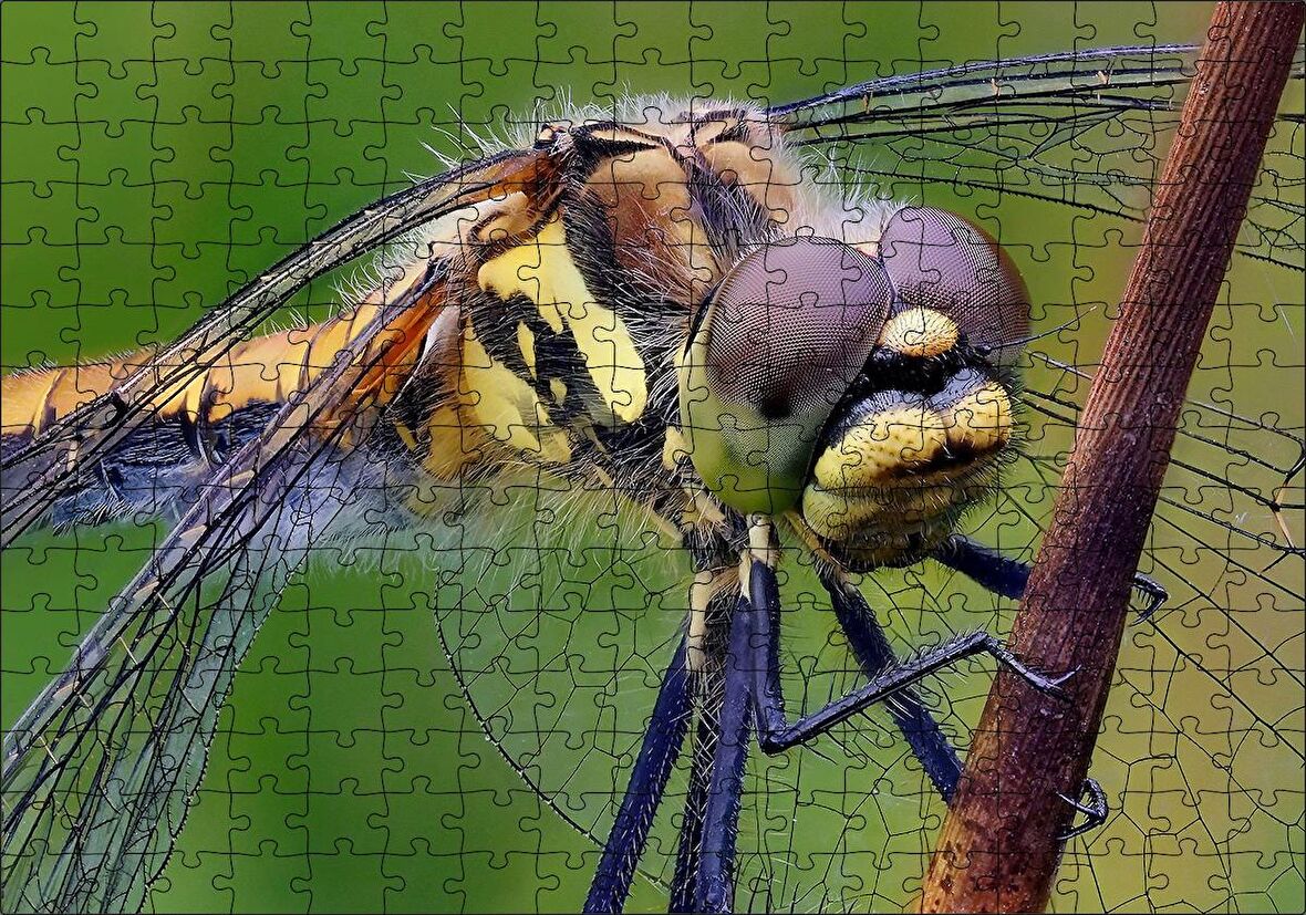 Cakapuzzle Dişi Yusufçuk Makro Çekim Puzzle Yapboz MDF Ahşap